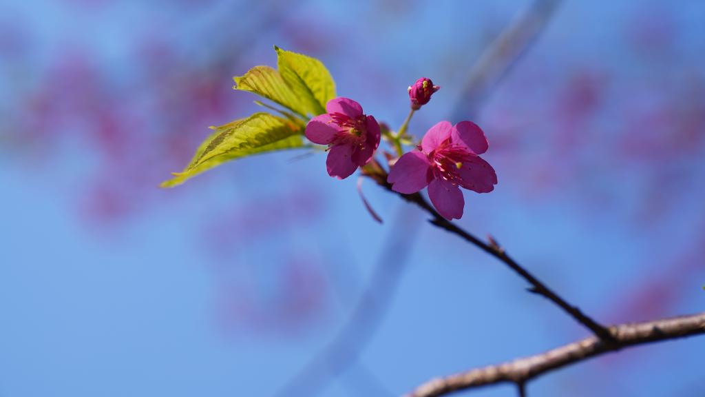 湖南：绿树红花踏春来